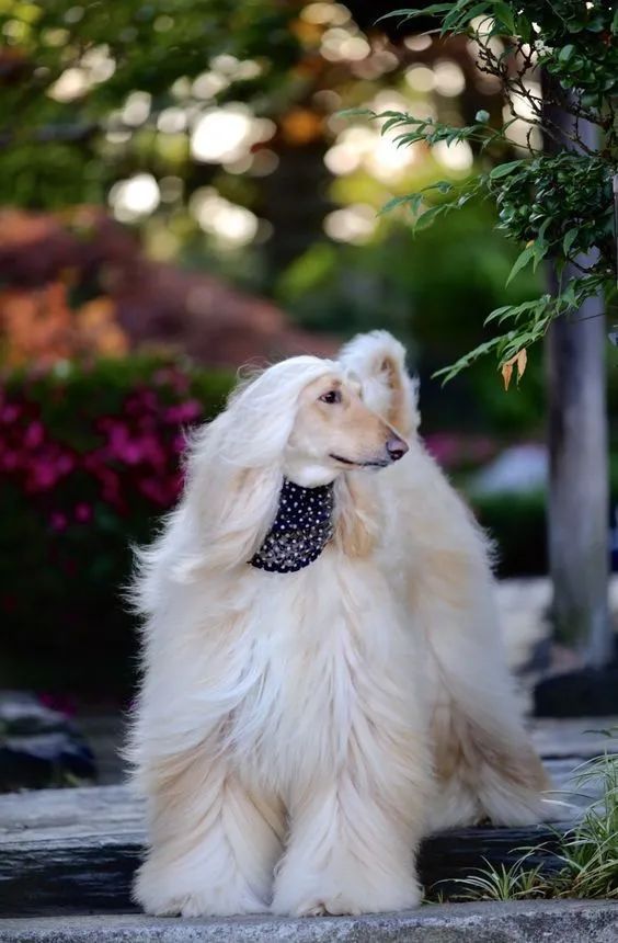 头发比我多系列阿富汗猎犬是什么绝世美狗