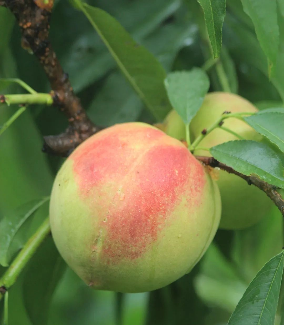 多汁!岭南十大佳果红心鹰嘴蜜桃,400 年甜蜜沉淀,咬一口惦记一年