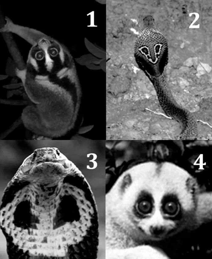 这猴子咬人有毒,还会冒充眼镜蛇!