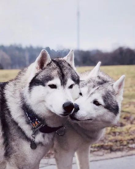 女子晒出哈士奇的情侣照结果网友们全看哭了美爆惹