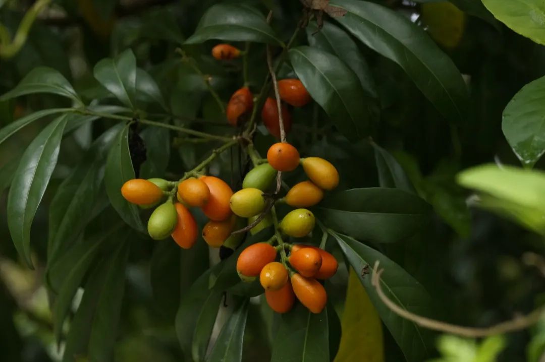 长大以后,我发现米兰真香啊