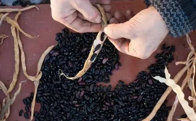 2,玉米须准备玉米须,川续断,新鲜的生姜片,土鳖虫,高度优质白酒,丝瓜