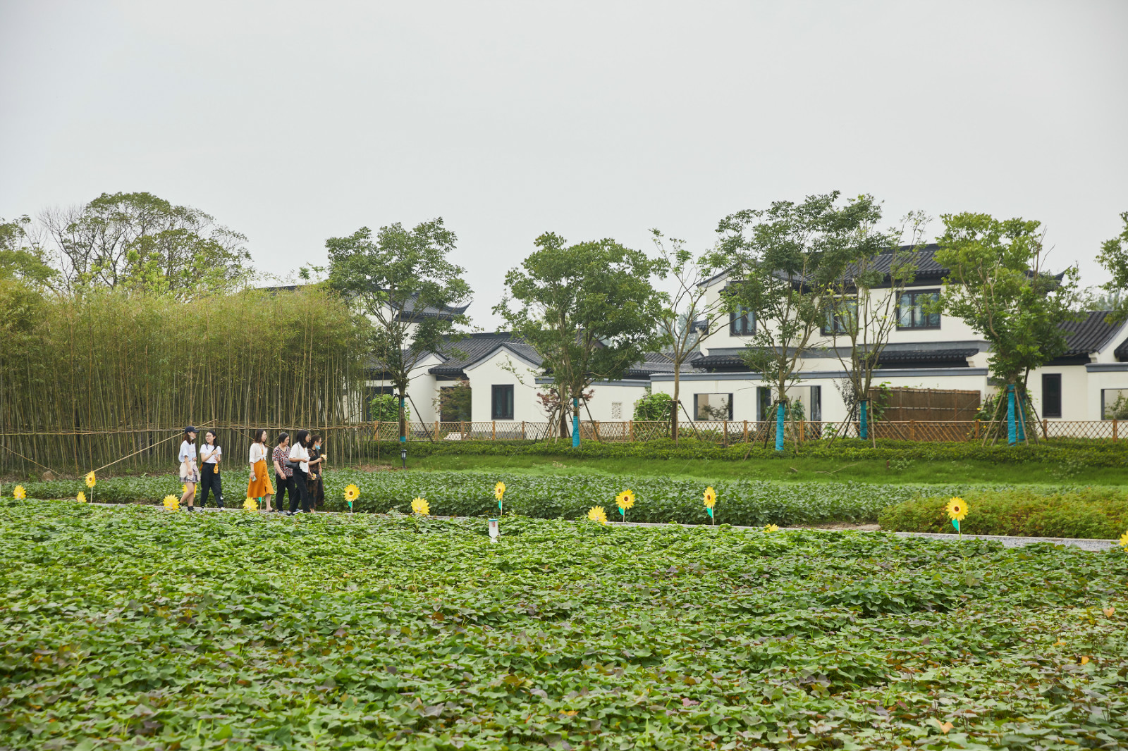 处上海东北部的嘉定区华亭镇的一处3a级景区——"华亭人家"内人群熙攘