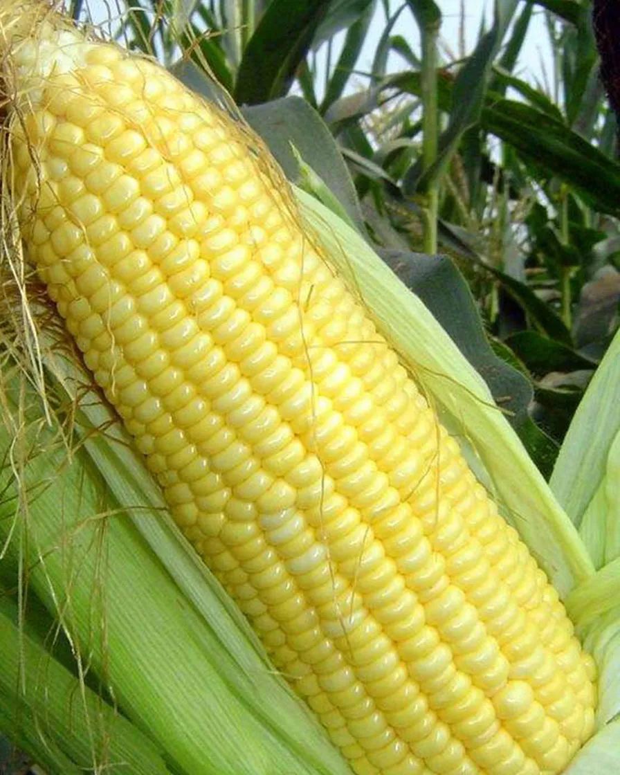 煮玉米,只加水是外行!多放2种料,香甜软糯,鲜美营养,更好吃!