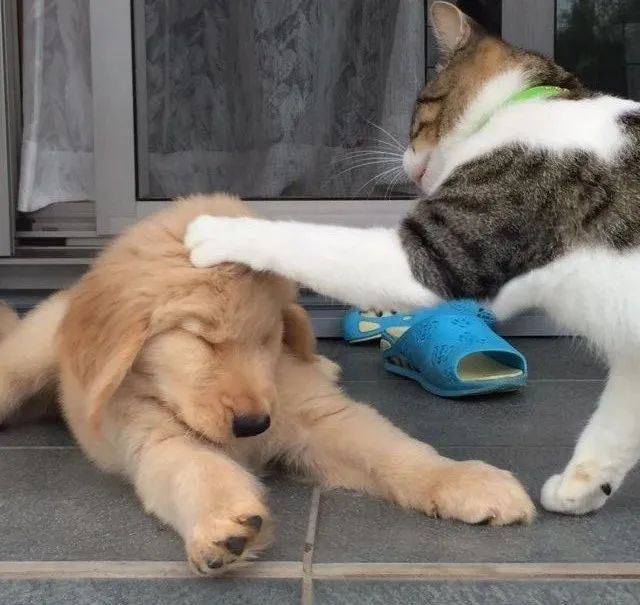 原来狗子打不过猫咪的原因这么搞笑.哈哈哈哈心疼汪星人!