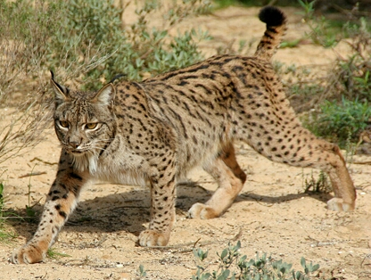 印度摩托能拉一个排?重庆人不想说话,并扔来一堆山猫