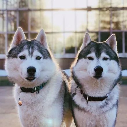 女子晒出哈士奇的情侣照结果网友们全看哭了美爆惹