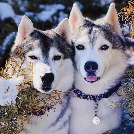 女子晒出哈士奇的情侣照结果网友们全看哭了美爆惹