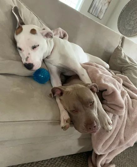 同伴睡相特别差,但狗子依旧宠着它,仿佛看到了爱情!