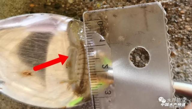 厉害了皮皮虾首次人工繁殖成功