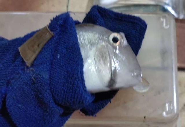 一条钻石藩王鱼遭受惊吓眼球突出怀疑突眼治疗一周被迫停止