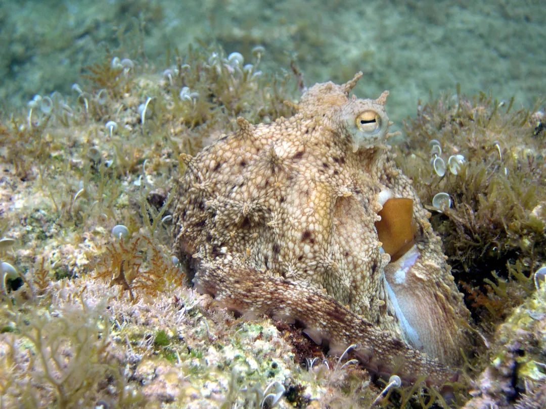 章鱼|拟态|高智商_新浪新闻