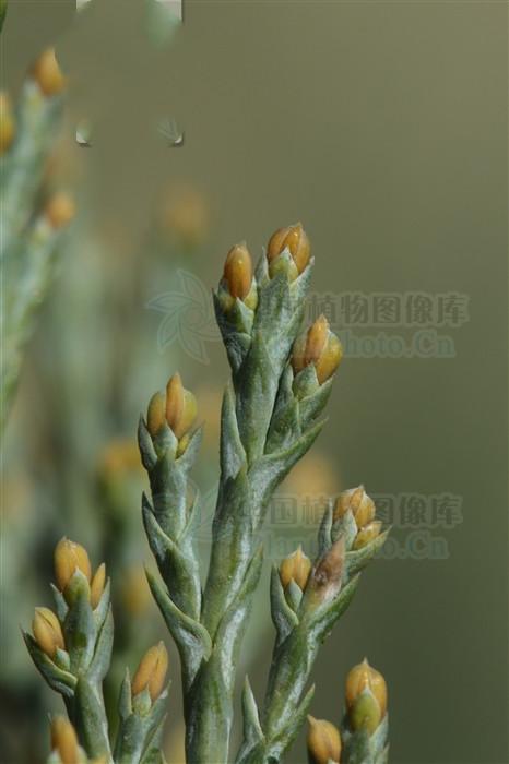 沙地柏,见过吗?主治风湿性关节炎,类风湿性关节炎,皮肤瘙痒