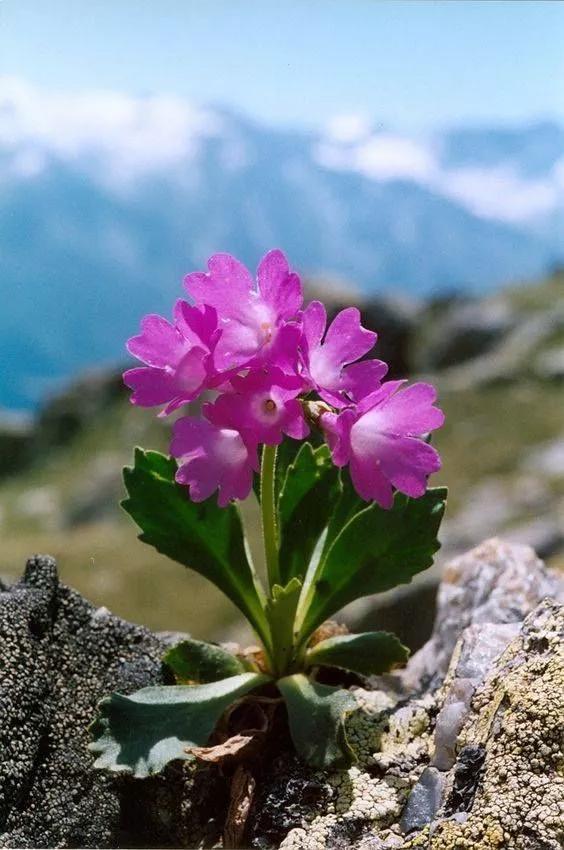 石缝中的坚强与生命堪称奇迹