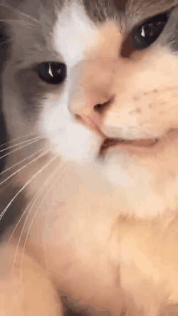 250_444竖版 竖屏gif 动态图 动图