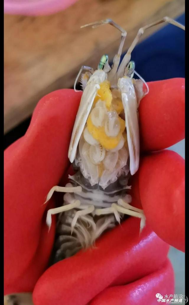 皮皮虾幼体图片