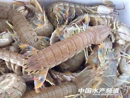 厉害了皮皮虾首次人工繁殖成功