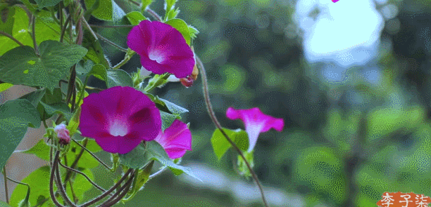 再来看看李子柒的牵牛花空镜,相比还是子柒姐姐的镜头更有层次和虚实