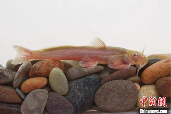 科研人员厘定云南鮡科鱼类一新种——独龙鰋|昆明|中国科学院_新浪