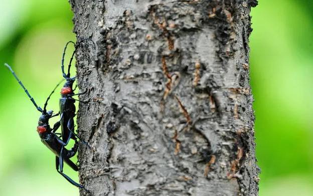 桃红颈天牛亲密图 图片来源:李永宏