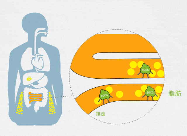 里面可以储存人体80%的代谢废物和毒垢