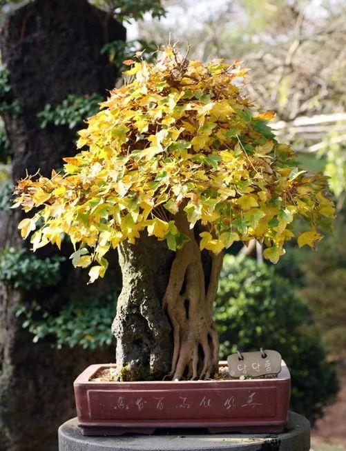 10种长寿树越养越值钱老了就是传家宝