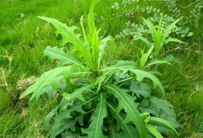 农村一种野菜叫做山苦菜长得像莴苣一斤20元吃过吗