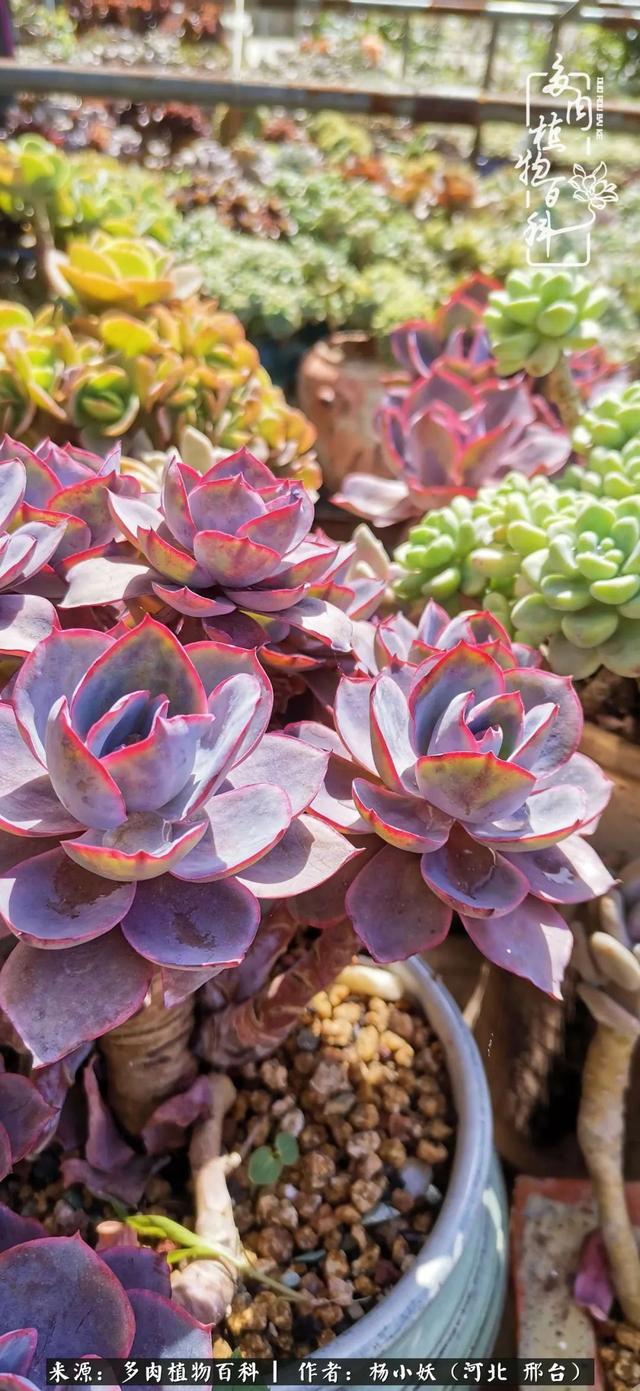 多肉治愈的不仅是我的身体,还有我的心灵