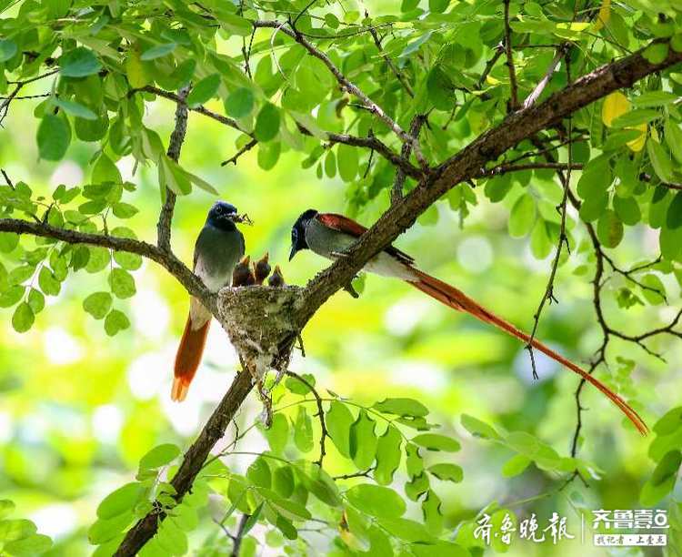 寓意着吉祥,长寿的寿带鸟