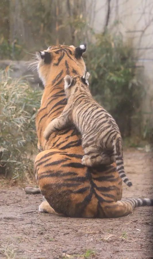 今日最佳:骑虎难下