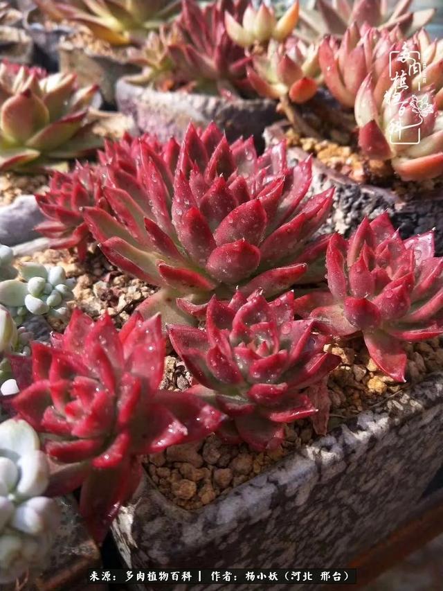 多肉治愈的不仅是我的身体,还有我的心灵