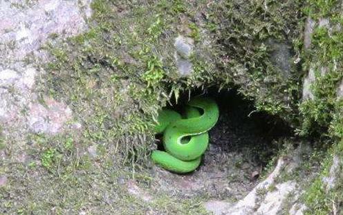 这个错误动作,差点引蛇二度攻击!