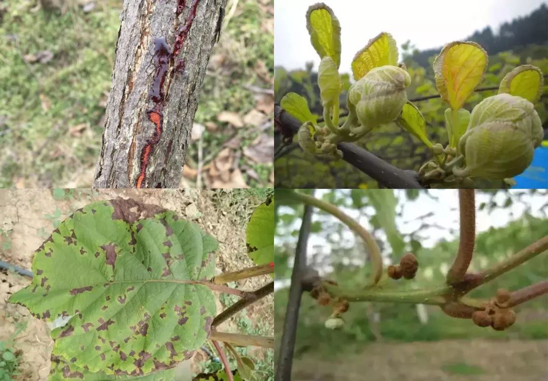 猕猴桃九大病害,高清图谱 防治方法!