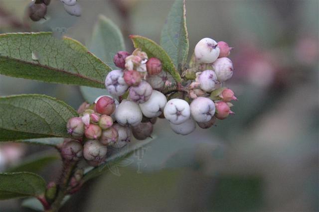 火炭果见过吗祛风湿止咳平喘主风湿咳嗽气喘胸膜炎