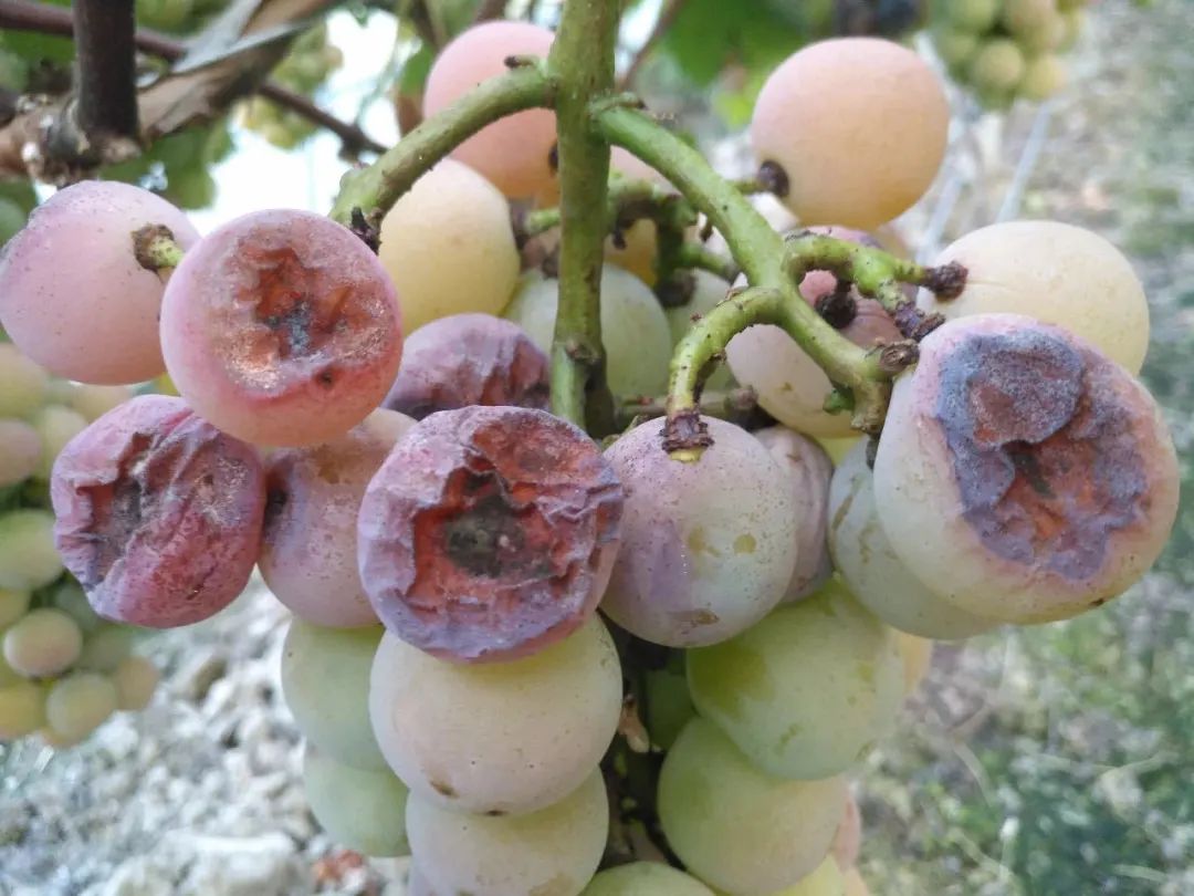 葡萄炭疽病来袭如何站好最后一班岗