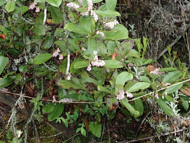 火炭果见过吗祛风湿止咳平喘主风湿咳嗽气喘胸膜炎