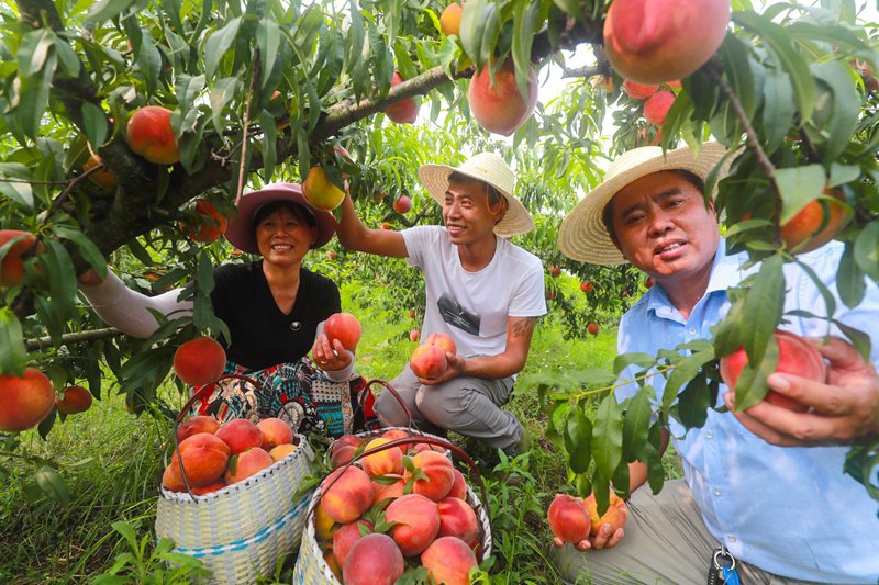河南光山: 黄金蜜黄桃喜获丰收