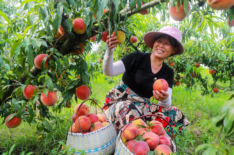 河南光山: 黄金蜜黄桃喜获丰收
