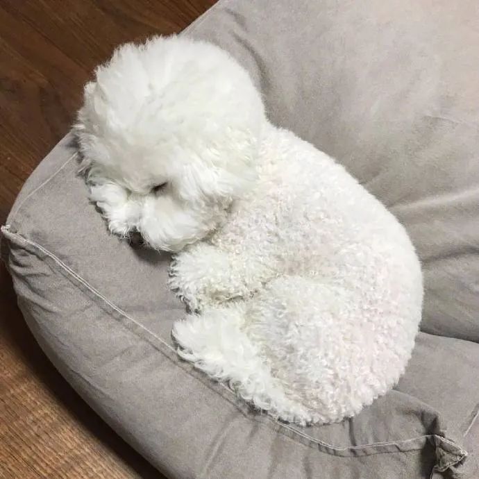 比熊是什么棉花糖宝贝睡不醒的样子好可爱