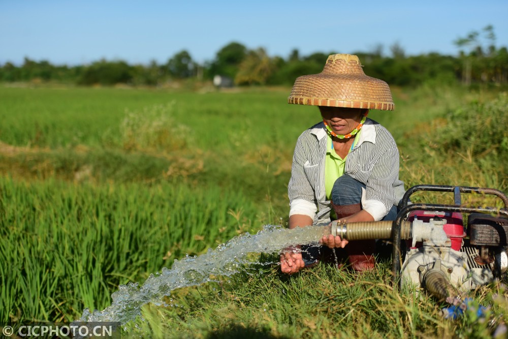 海南琼海:北涝南旱 抗灾保苗|海南_新浪新闻