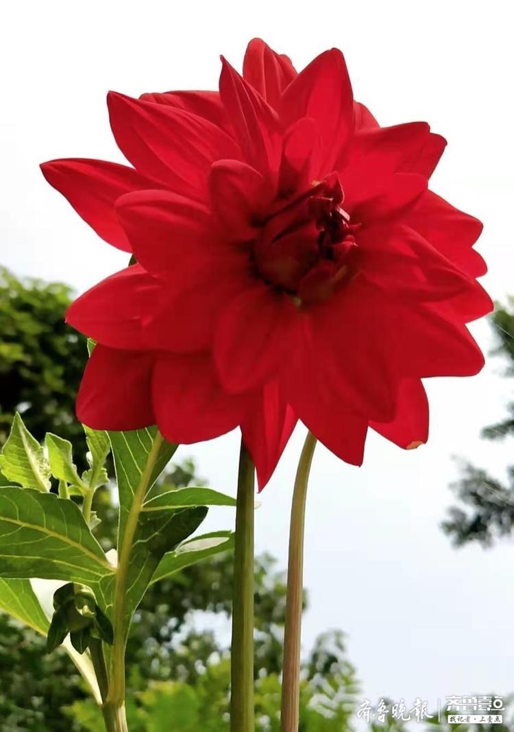 不起眼的地瓜花,开花让你惊艳