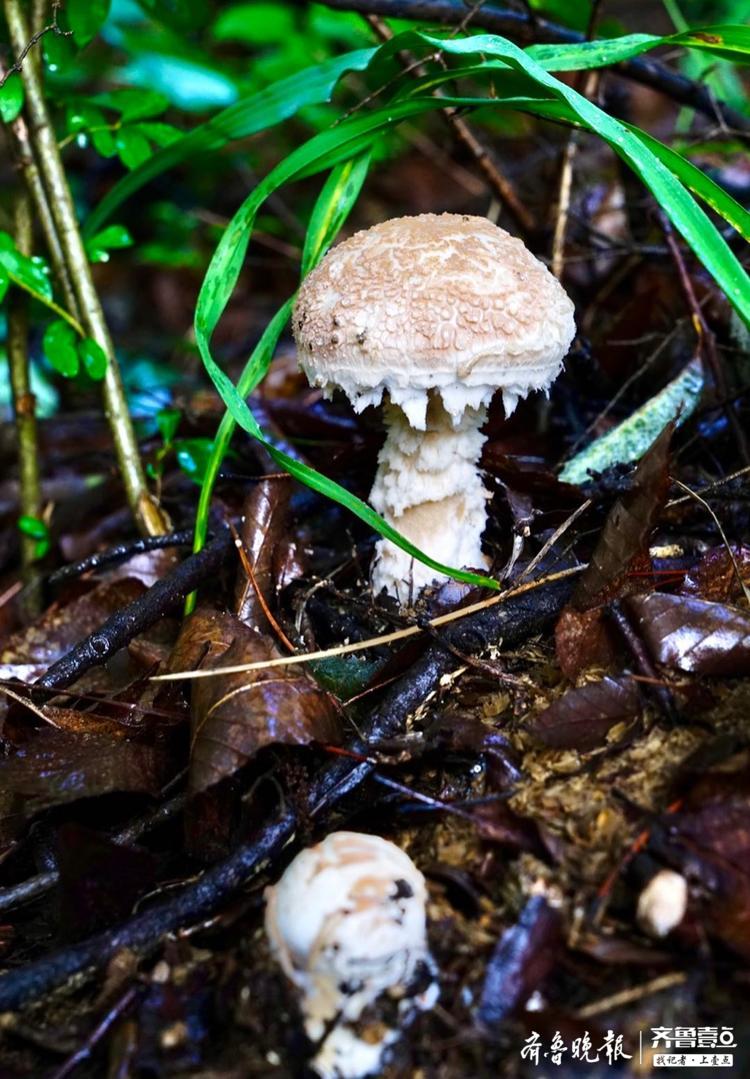 雨后爬山偶遇小蘑菇,造型很治愈