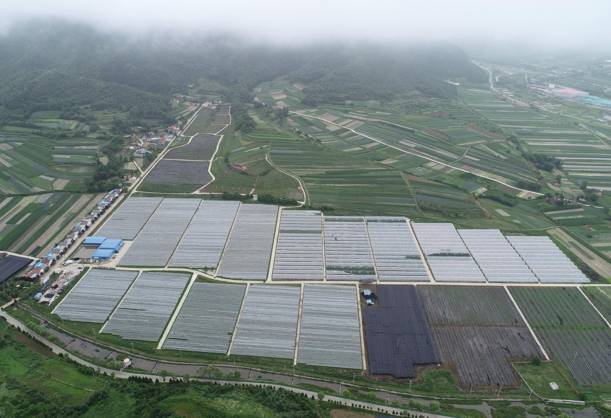 陕西太白县拐里村海升现代莓类产业示范园.新华社记者邵瑞摄