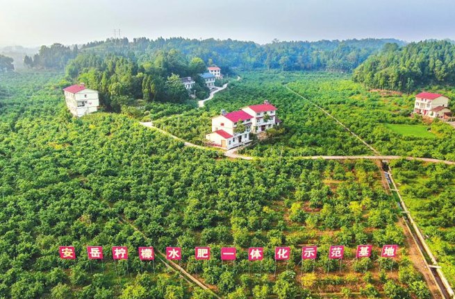 安岳县柠檬小镇一景