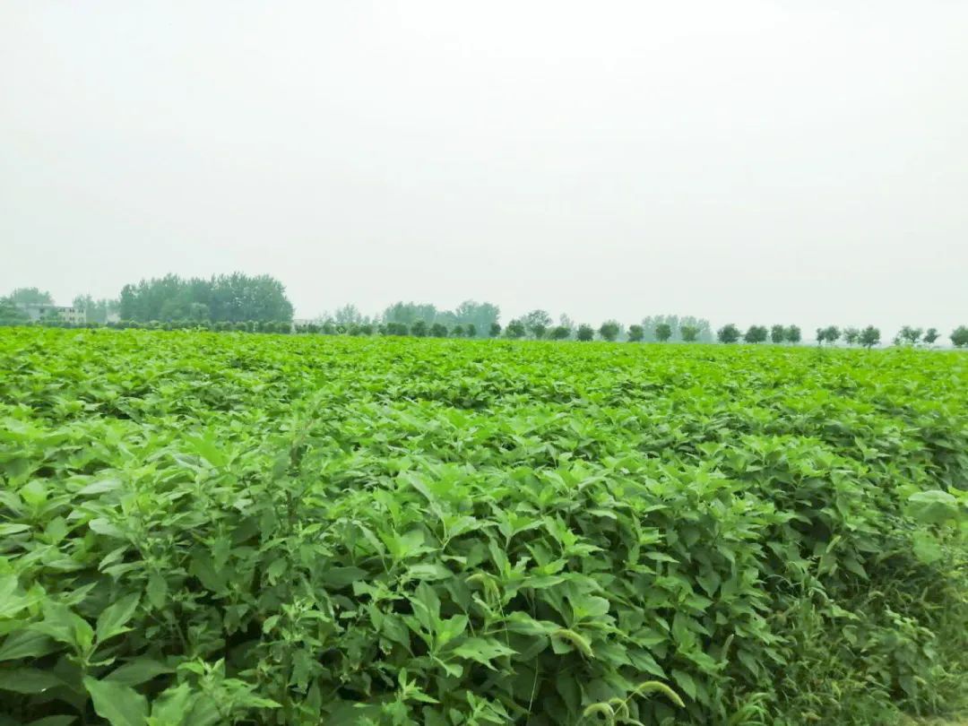 【走向我们的小康生活】产业发展篇—单桥镇