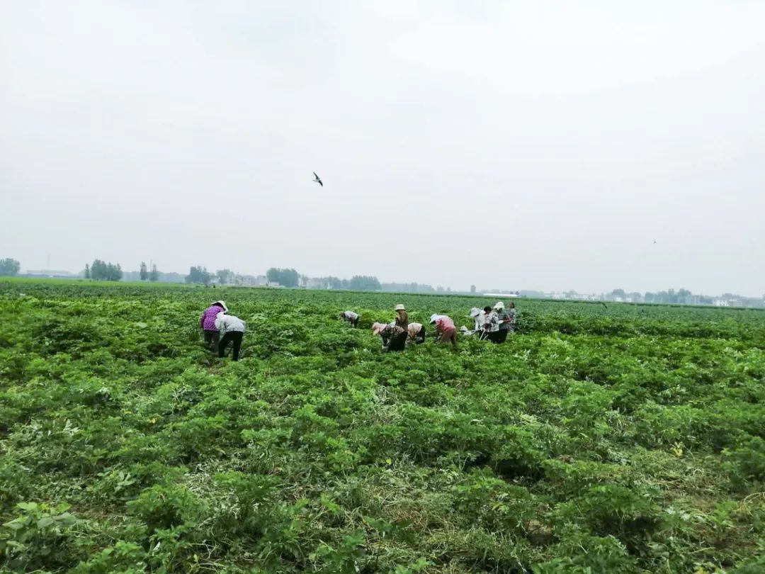 【走向我们的小康生活】产业发展篇—单桥镇