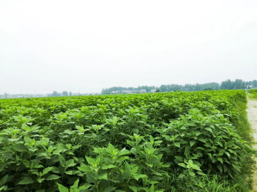 【走向我们的小康生活】产业发展篇—单桥镇