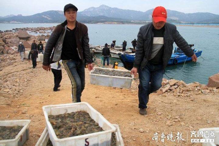 威海:海参带着"身份证"放养,质量安全可追溯