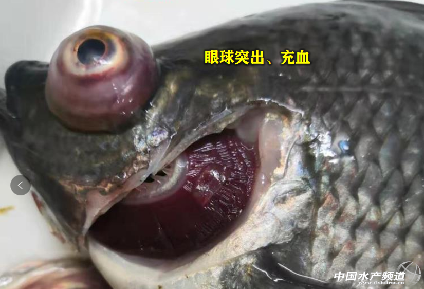 链球菌又席卷整村罗非鱼塘|链球菌|罗非鱼|通宝_新浪新闻