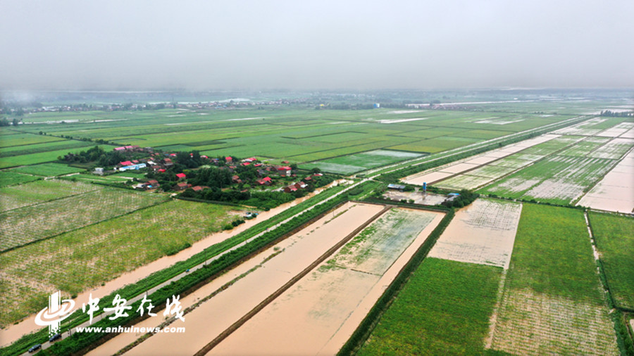 持续暴雨造成华阳河农场11万亩农田受淹(7月8日拍摄)